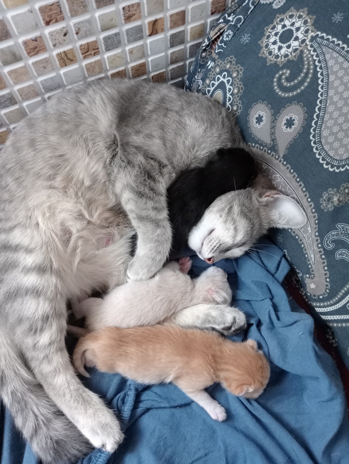 Соболий воротник