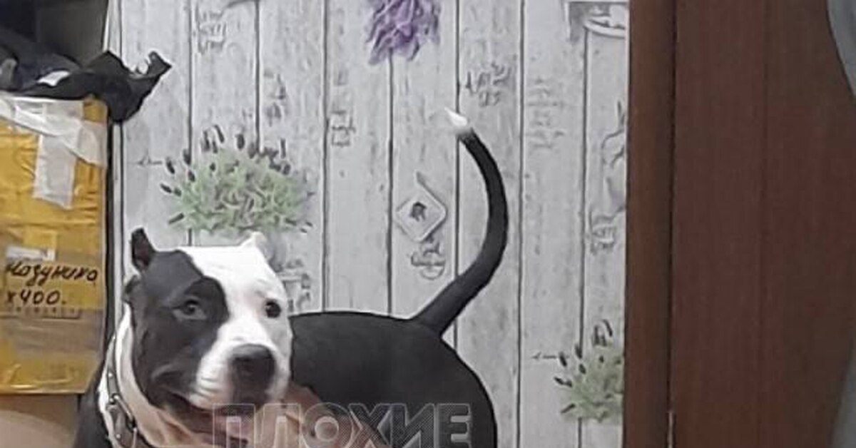 Ответ на пост «Меньше будешь руками махать» | Пикабу