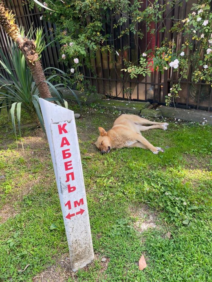 Осторожно кабель!