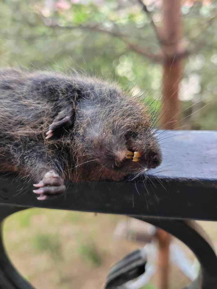 �������� ���������� �������