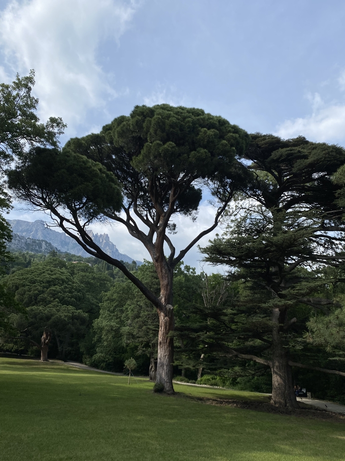 Воронцовский парк, Алупка, Крым