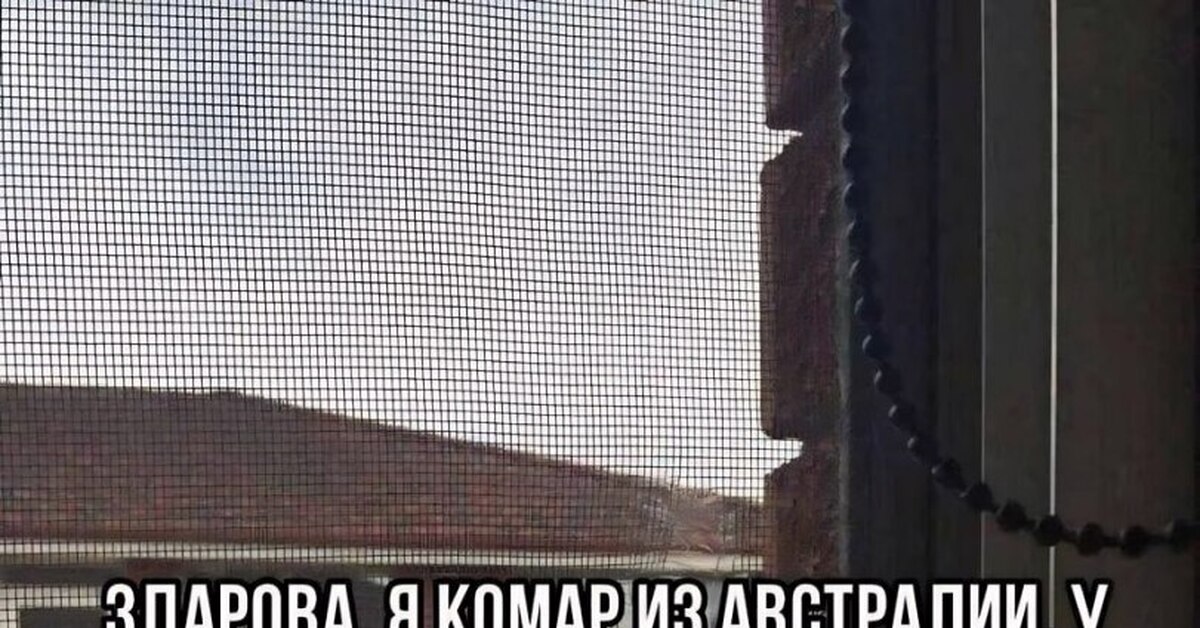 Комар из австралии | Пикабу