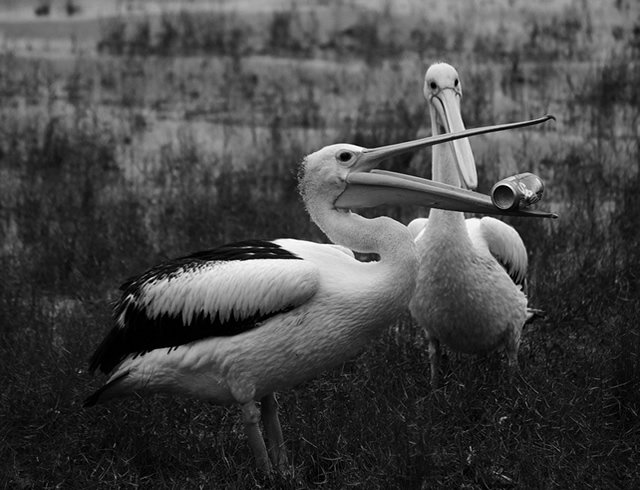 ������ ��� ����!