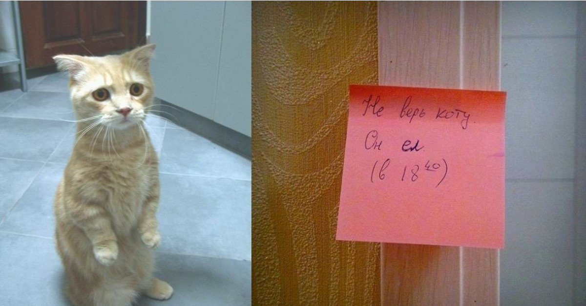 Не доверяешь не работай. Не верь коту. Не верь коту я его кормила. Мем не верь коту. Кота не кормить.