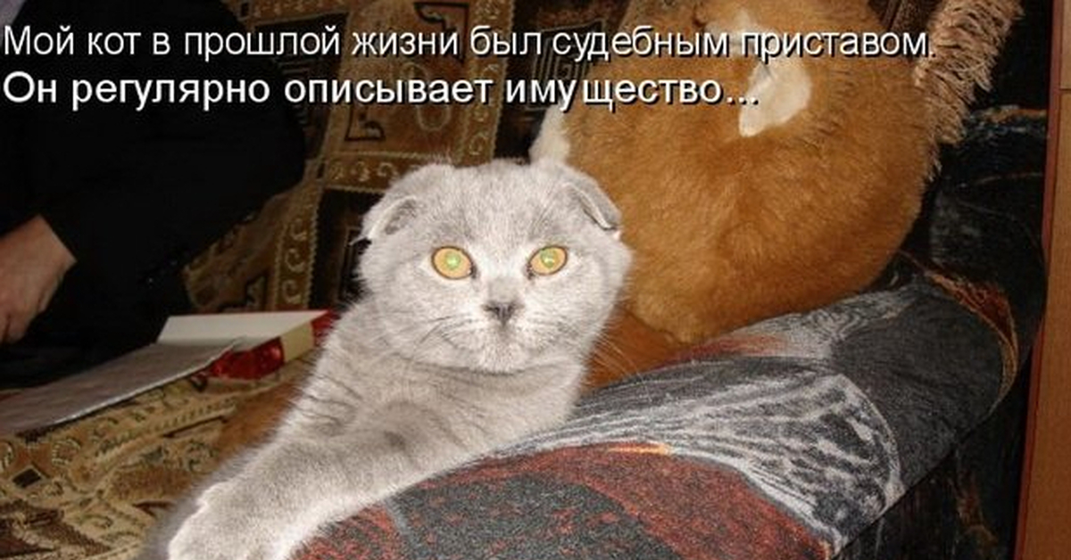 Жив быв кот. Прикольные коты с подписями. Смешной кот с подписью. Приколы с котами с подписями. Смешные кошки с подписью.