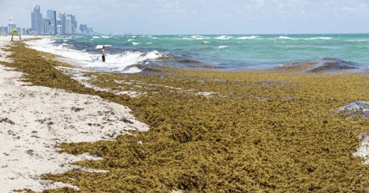 Запах водорослей. Саргассы. Саргассово море. Флорида пляж. Обитатели Саргассового моря.