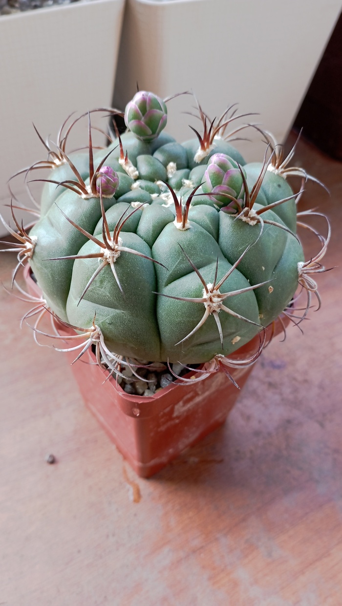 �� ������ ������