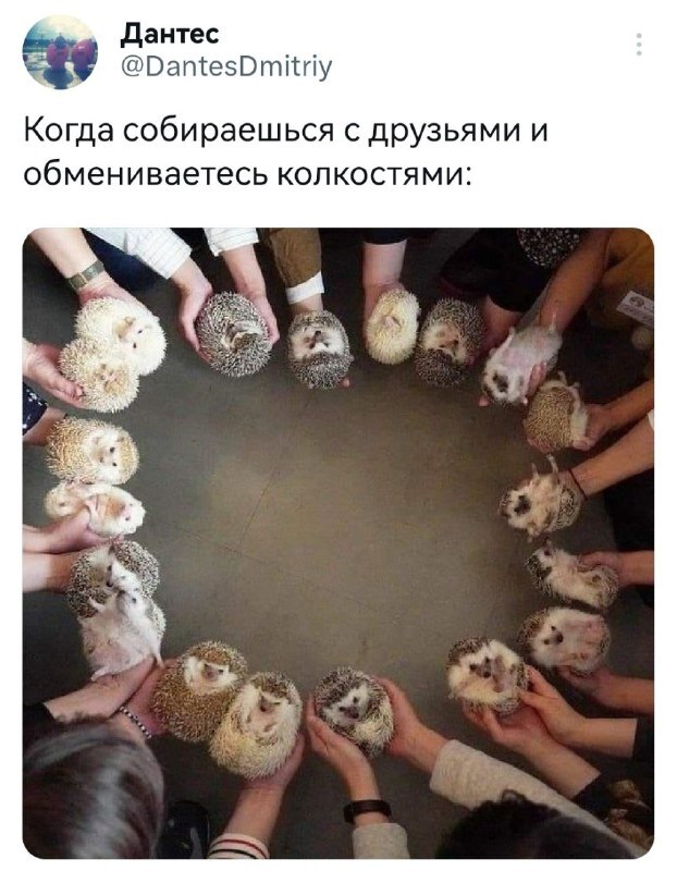 Колючая сходка