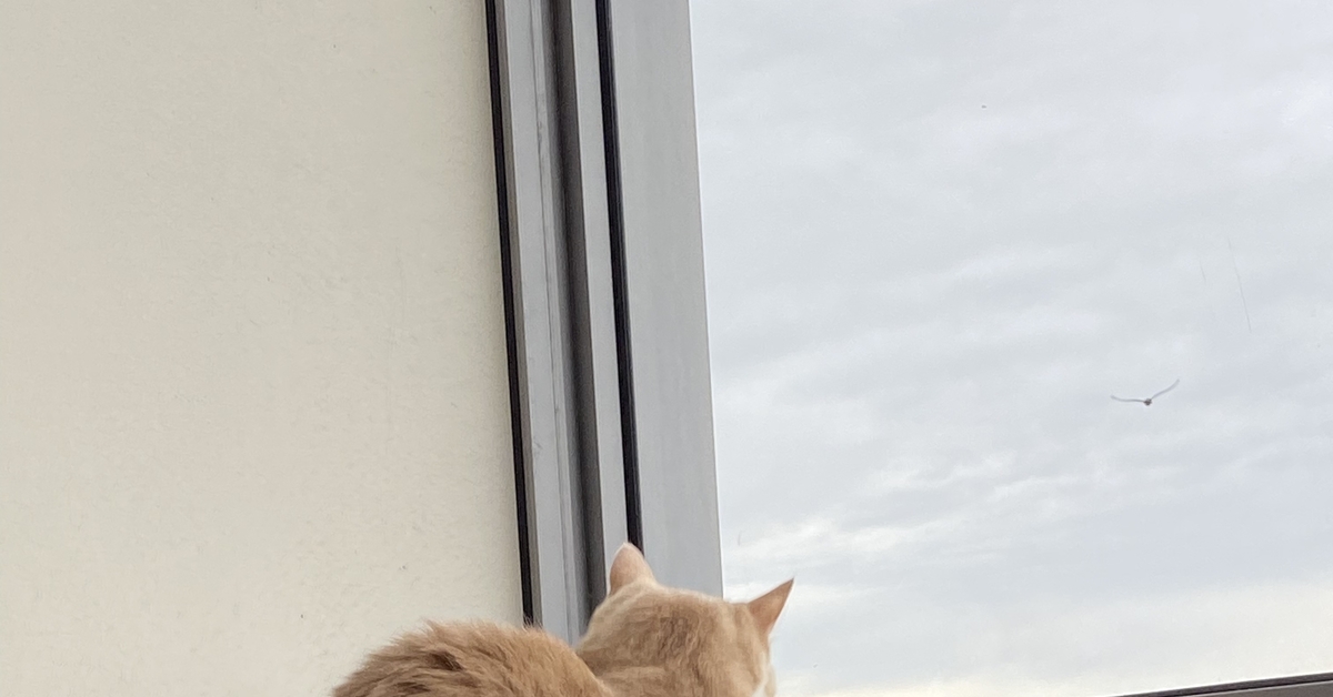 Котзилла | Пикабу