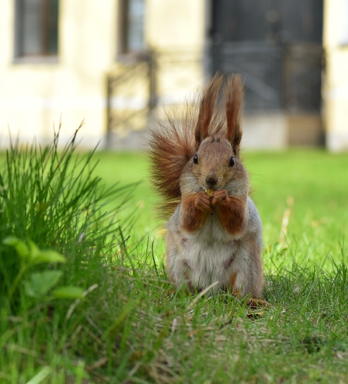 Городская белочка