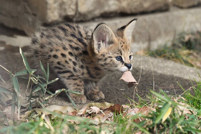 Первая добыча :3