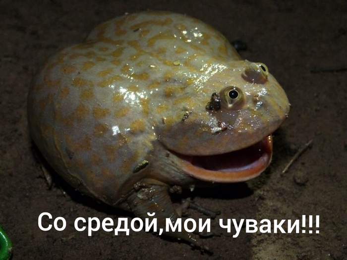 �� �������� �������� ������ �������