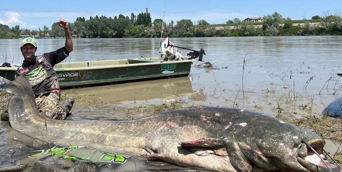 Сомы в водохранилищах