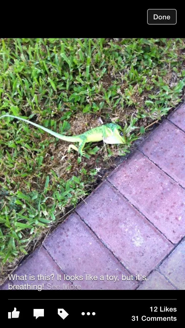 Что это за штука - 181.5 Reddit, Перевел сам, Жаба, Лягушки, WhatIsThisThing, Длиннопост, It Is Wednesday My Dudes Что это за штука - 181.5 Reddit, Перевел сам, Жаба, Лягушки, WhatIsThisThing, Длиннопост, It Is Wednesday My Dudes