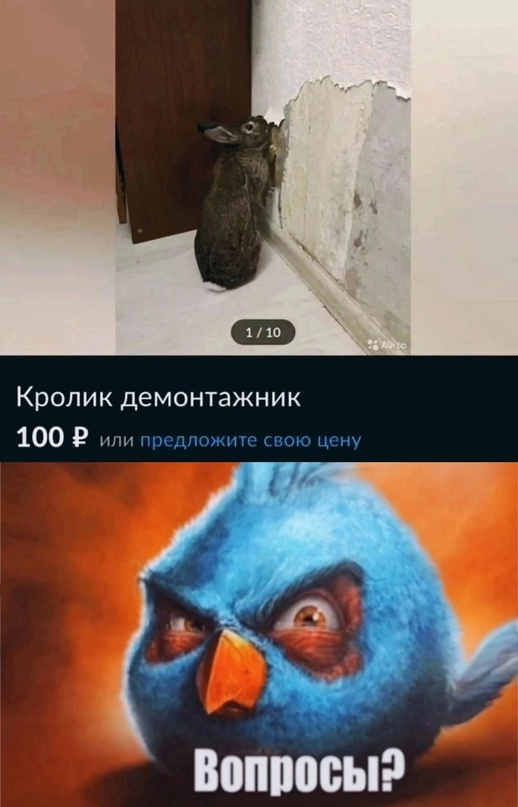 У меня собака такая же