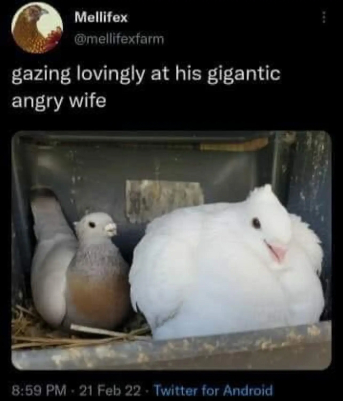 Влюбленно смотрит на свою гигантскую злую жену