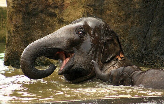 Большое купание