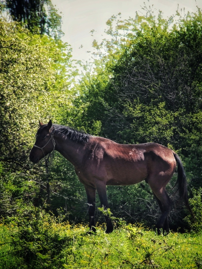 Повстречался конь