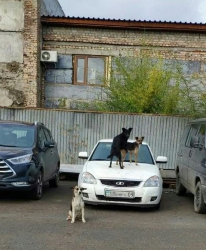 На тачку повелась, с.ка...