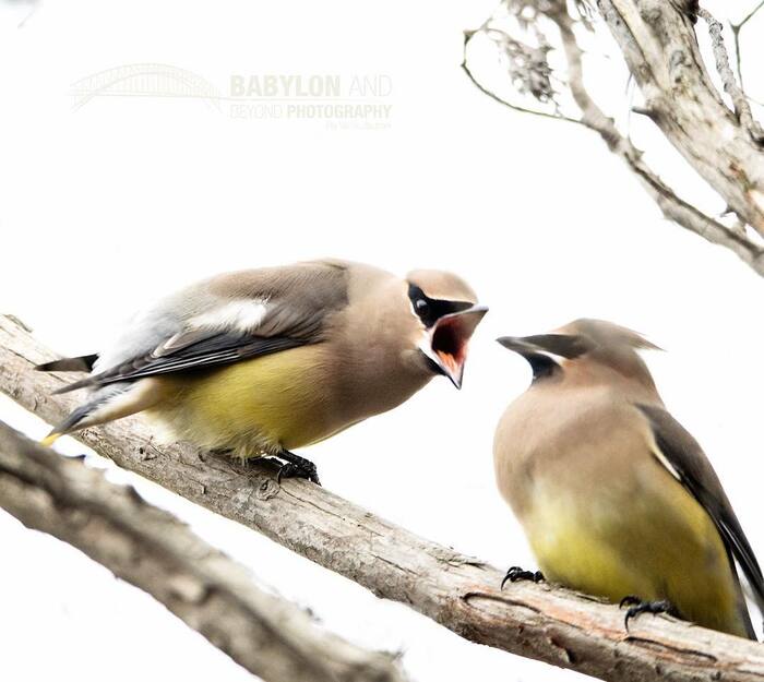 Angry bird , , ,  ,  ,  , 