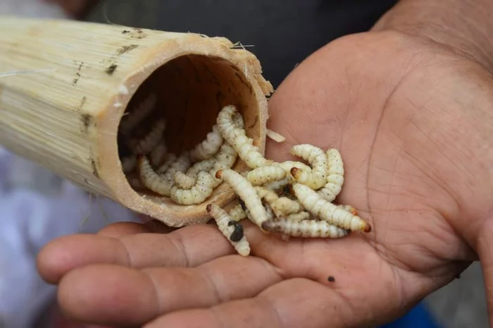 Вкусные тайские насекомые Таиланд, Жизнь за границей, Тайская кухня, Насекомые, Записки иммигранта, Юго-восточная Азия, Длиннопост Вкусные тайские насекомые Таиланд, Жизнь за границей, Тайская кухня, Насекомые, Записки иммигранта, Юго-восточная Азия, Длиннопост