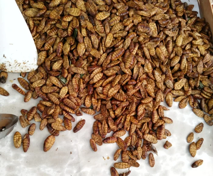 Вкусные тайские насекомые Таиланд, Жизнь за границей, Тайская кухня, Насекомые, Записки иммигранта, Юго-восточная Азия, Длиннопост Вкусные тайские насекомые Таиланд, Жизнь за границей, Тайская кухня, Насекомые, Записки иммигранта, Юго-восточная Азия, Длиннопост