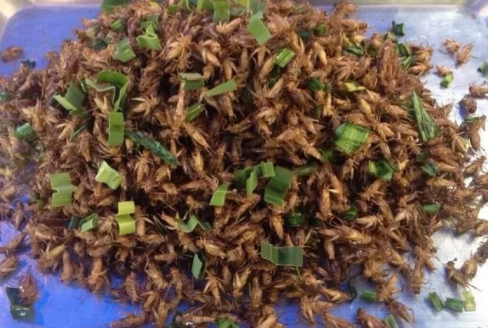 Вкусные тайские насекомые Таиланд, Жизнь за границей, Тайская кухня, Насекомые, Записки иммигранта, Юго-восточная Азия, Длиннопост Вкусные тайские насекомые Таиланд, Жизнь за границей, Тайская кухня, Насекомые, Записки иммигранта, Юго-восточная Азия, Длиннопост