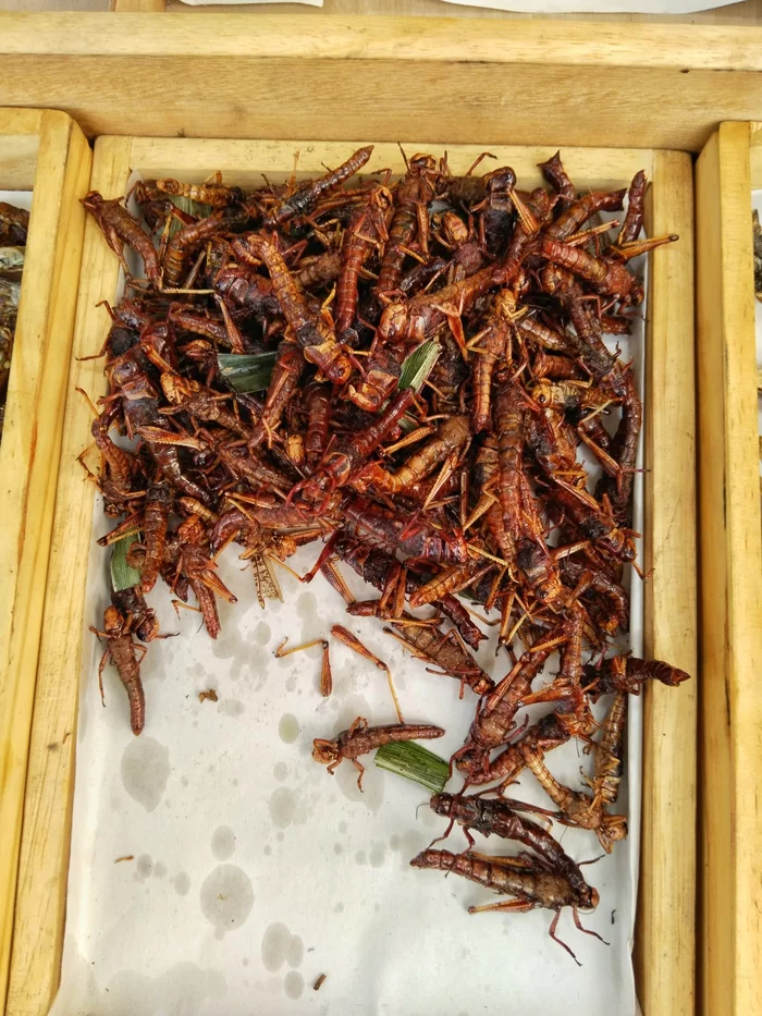 Вкусные тайские насекомые Таиланд, Жизнь за границей, Тайская кухня, Насекомые, Записки иммигранта, Юго-восточная Азия, Длиннопост Вкусные тайские насекомые Таиланд, Жизнь за границей, Тайская кухня, Насекомые, Записки иммигранта, Юго-восточная Азия, Длиннопост