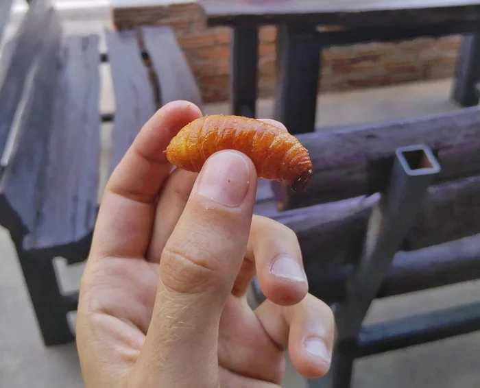 Вкусные тайские насекомые Таиланд, Жизнь за границей, Тайская кухня, Насекомые, Записки иммигранта, Юго-восточная Азия, Длиннопост Вкусные тайские насекомые Таиланд, Жизнь за границей, Тайская кухня, Насекомые, Записки иммигранта, Юго-восточная Азия, Длиннопост