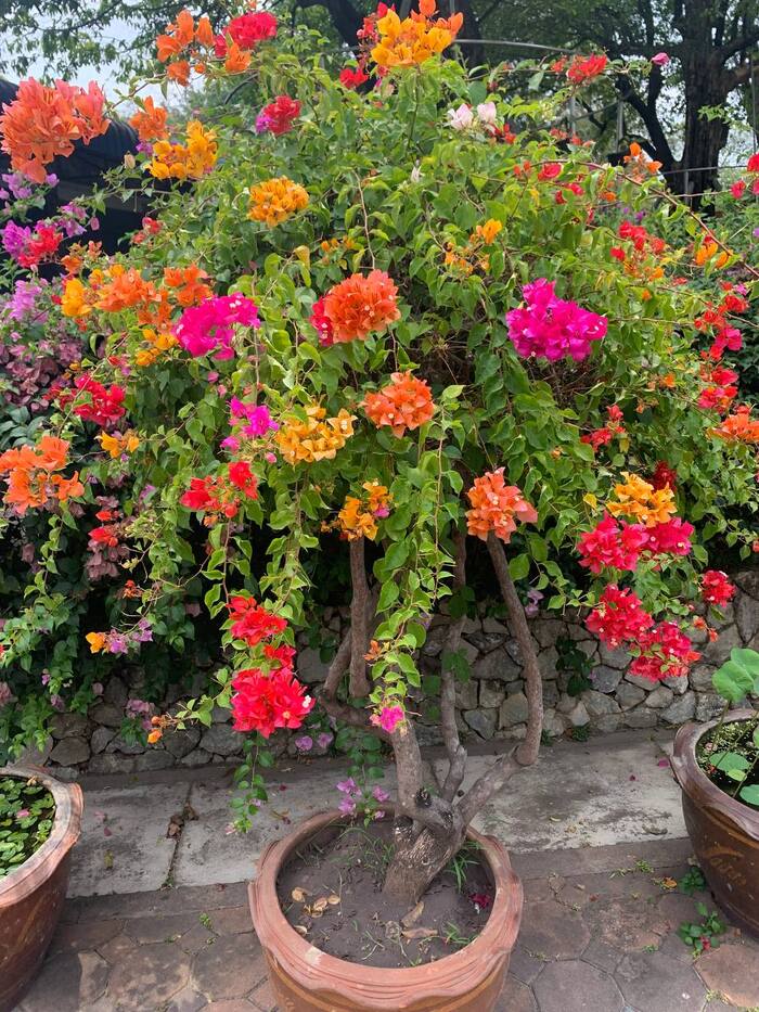 Бугенвиллия Фотография, Растения, Дерево, Цветы, Бугенвиллия, Таиланд