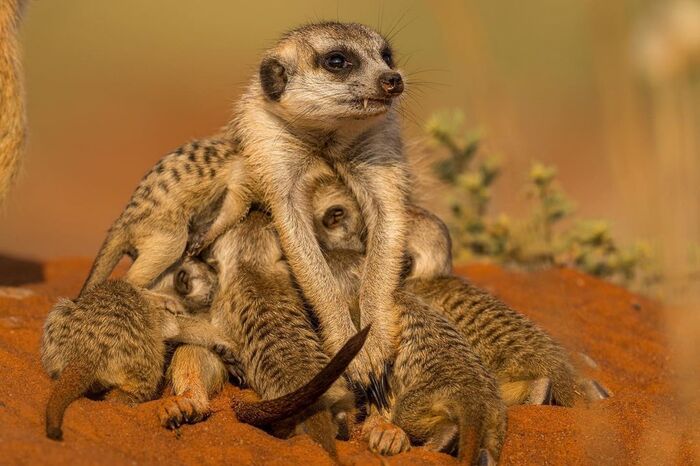 Радость материнства