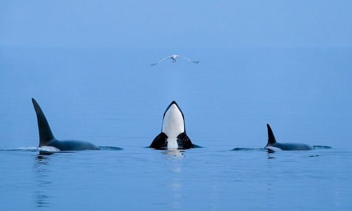 Встреча на границе стихий