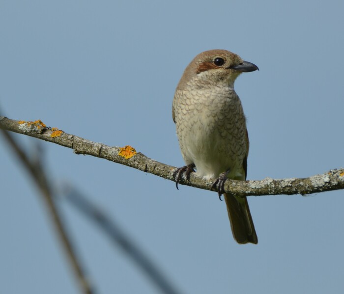 Сорокопуты-жуланы. Самка и самец | Пикабу