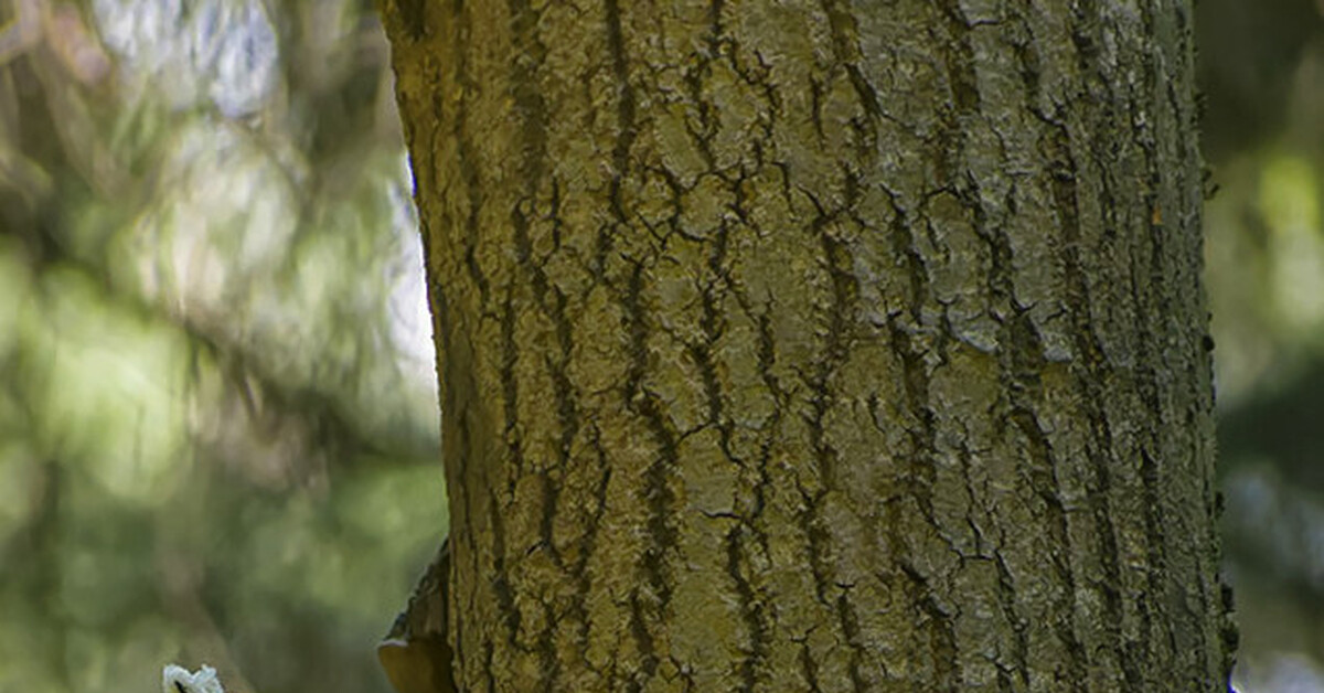 Углеводная диета | Пикабу