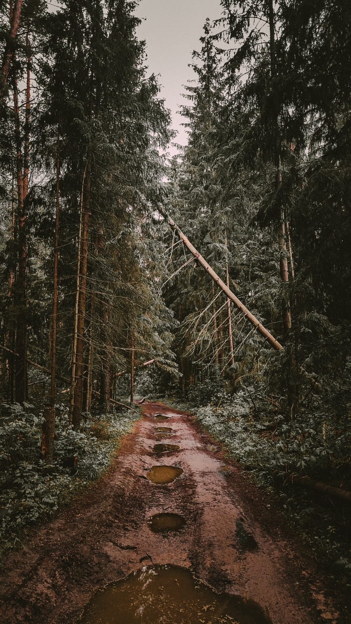 ������ ����