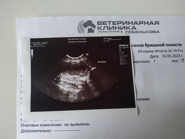 Хорошие новости кота Жулика | Пикабу