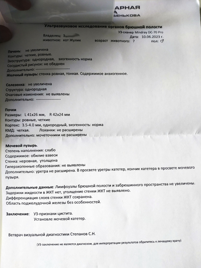 Хорошие новости кота Жулика | Пикабу