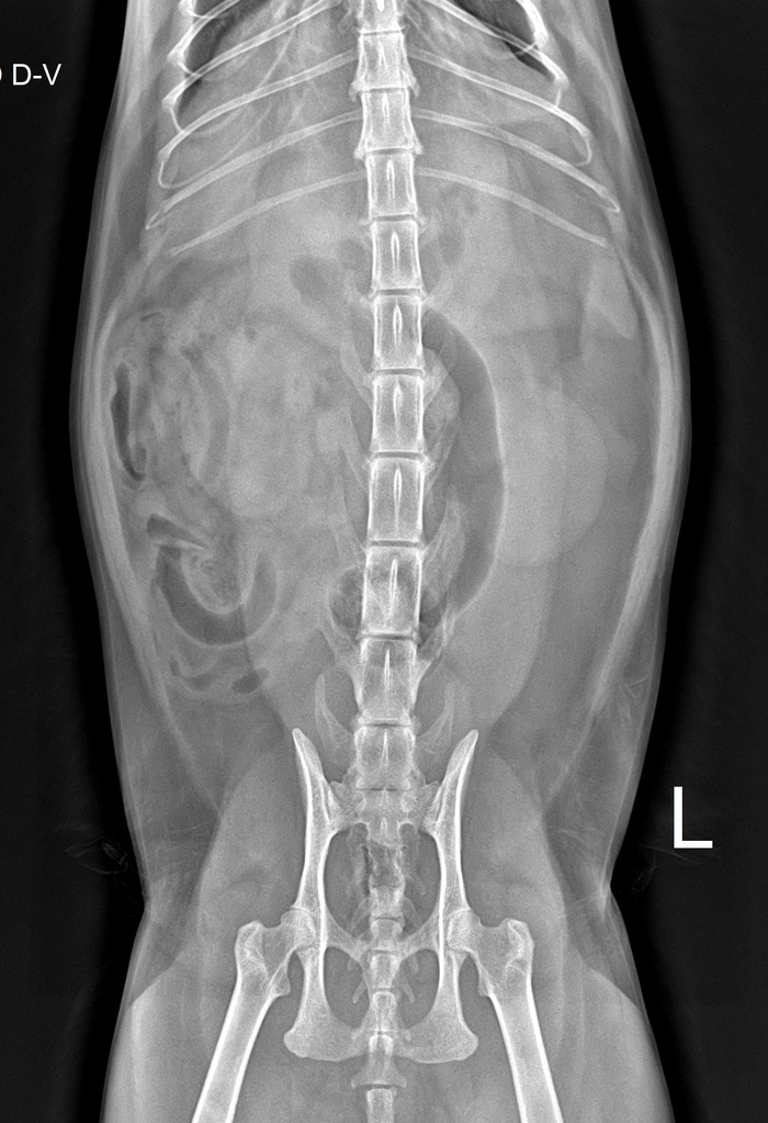 Хорошие новости кота Жулика | Пикабу