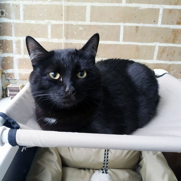 Хорошие новости кота Жулика | Пикабу