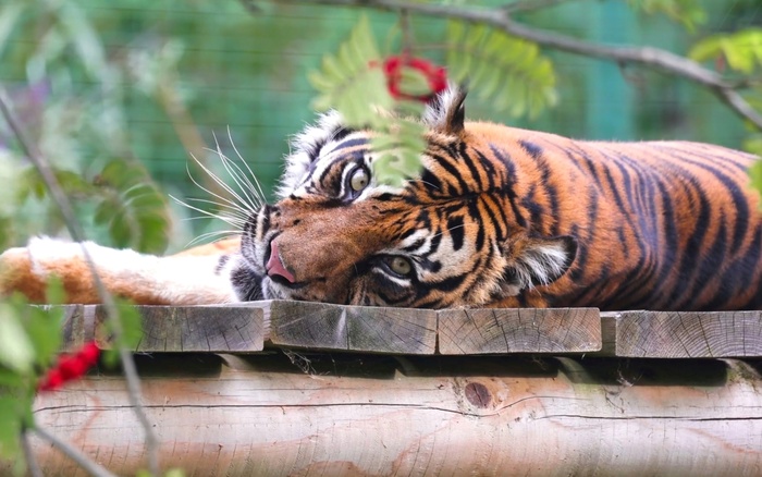 Ягодки Тигр, Суматранский тигр, Большие кошки, Семейство кошачьих, Зоопарк, Фотография
