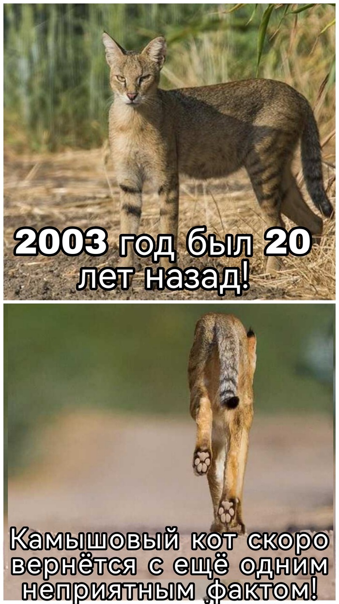 Ответ на пост «Пока!» Камышовый кот, Малые кошки, Семейство кошачьих, Хищные животные, Дикие животные, Дикая природа, Индия, Фотография, Ответ на пост, Мемы