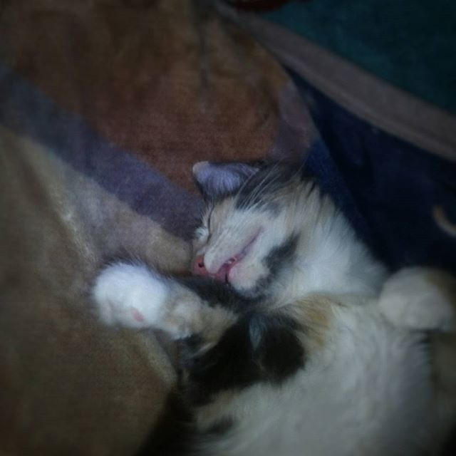 Бунд, да? Ну вот вам дохлая кошка тогда