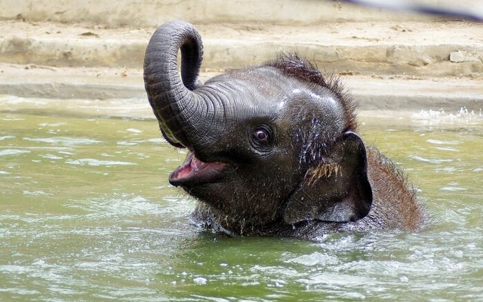 �������� ��������