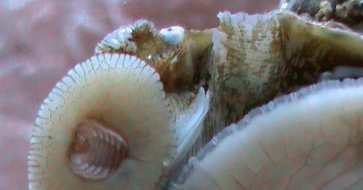 У улитки есть зубы. Улитка ахатина Радула. Радула у брюхоногого моллюска. Виноградная улитка зубы. Зубы ахатинской улитки под микроскопом.