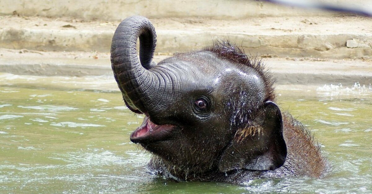 Слон купается. Слоненок. Радостный Слоненок. Слоны купаются.