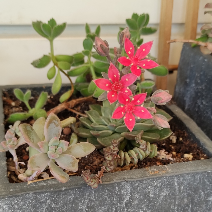 �������� ������� �������