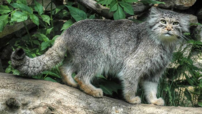 ��� ������� ������