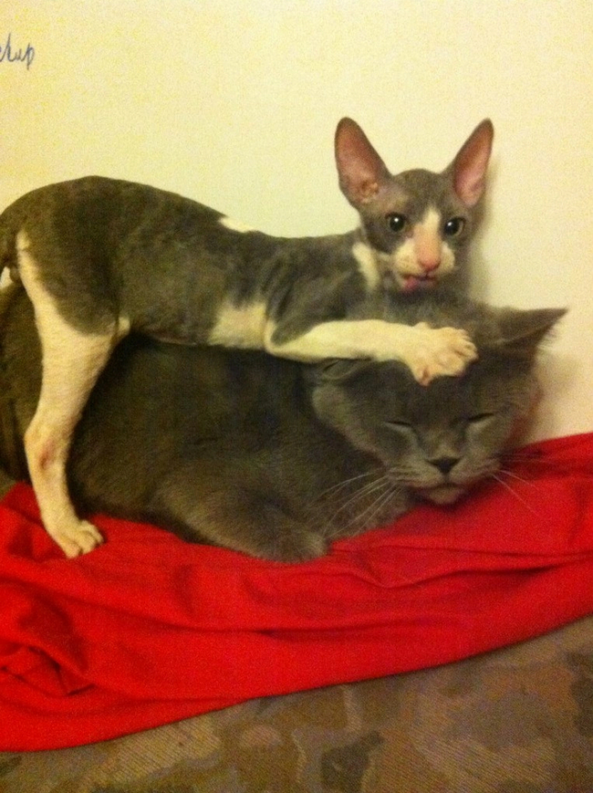 Мои бывшие коты Моссад и Босфор в роли шакалов Волна постов, Бунт, Кот, Корниш-рекс