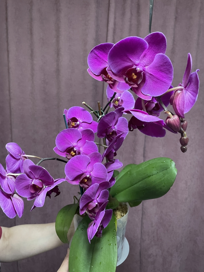 ���� , ��� ����