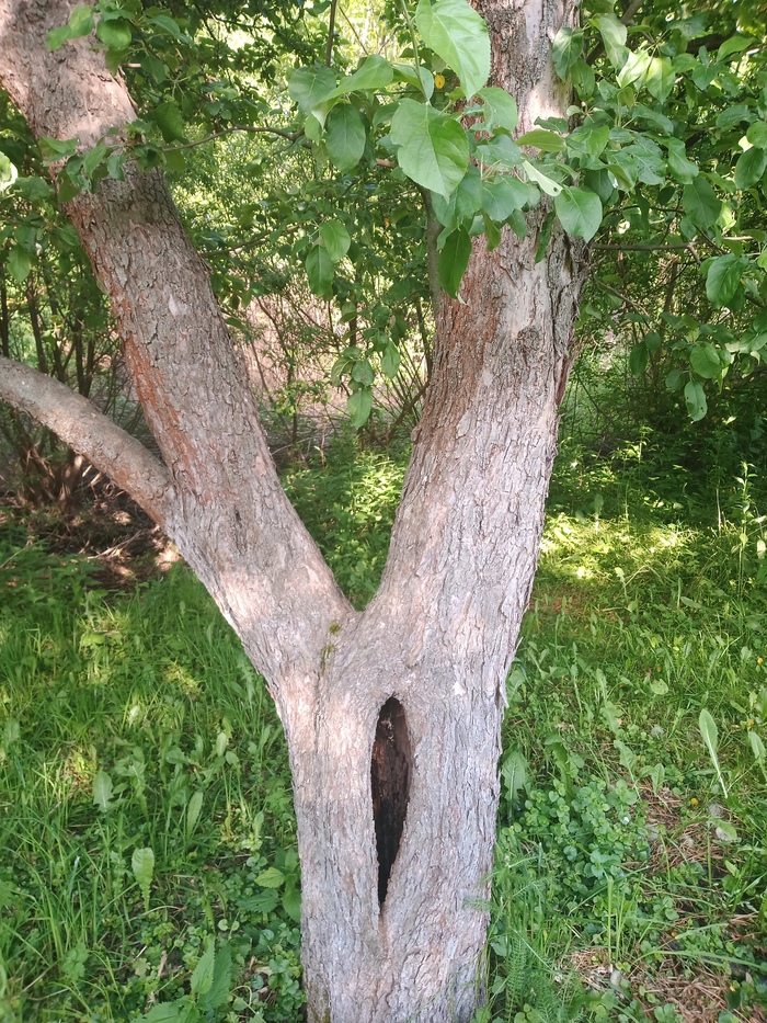 Дерево-бунд